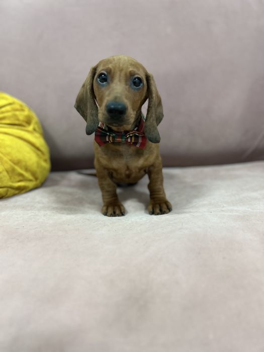 Mascul teckel miniatura cu Pedigree Fci