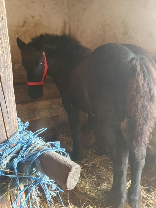 Vand o manza si un manz