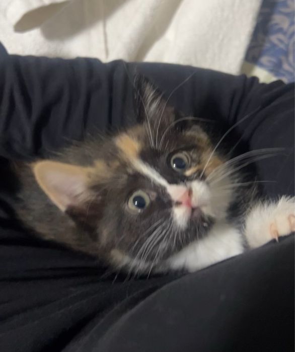 Котенок (1 месяц)