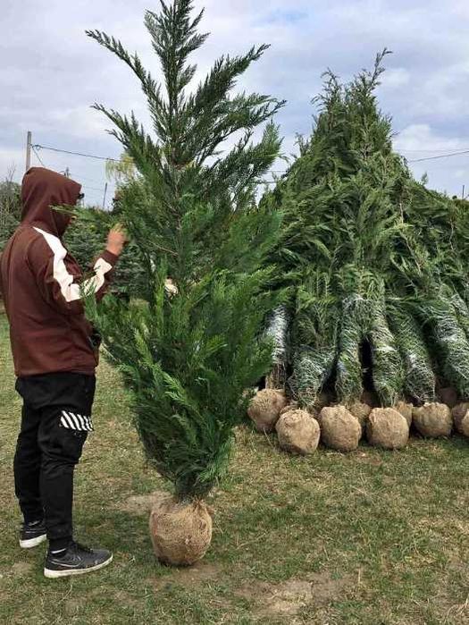 Tuia leylandi la comanda