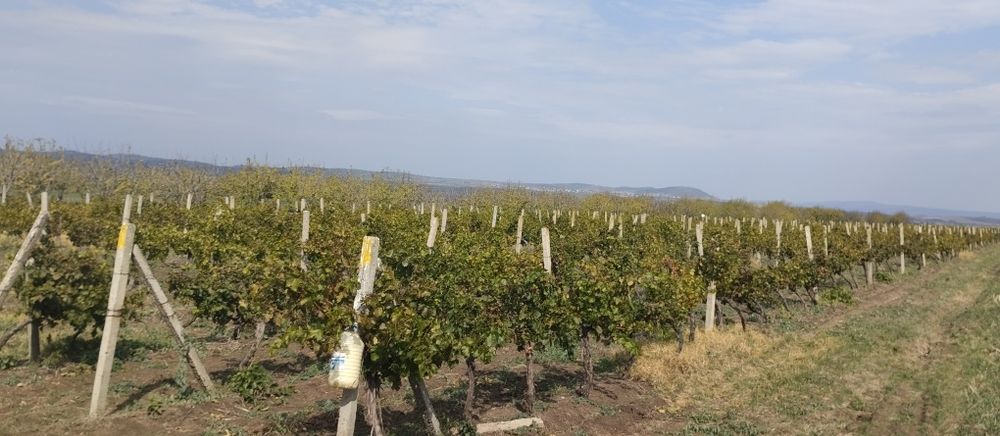 Продавам лозе сорт Каберне гр.Поморие