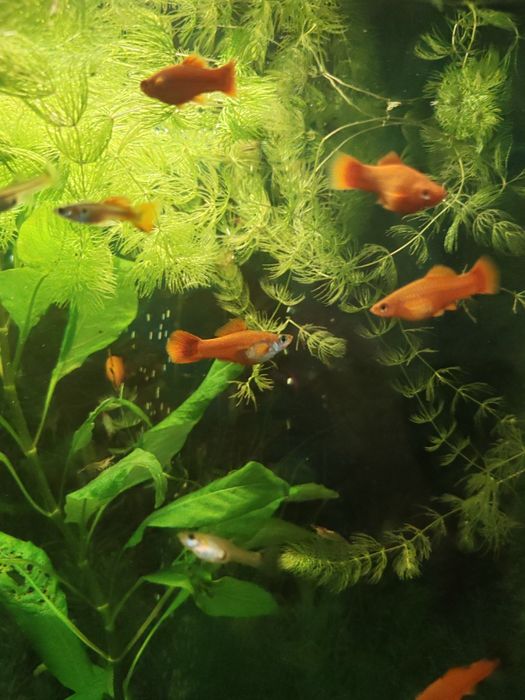 Продам меченосцев