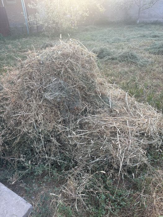 Жоңышқа клевер бар