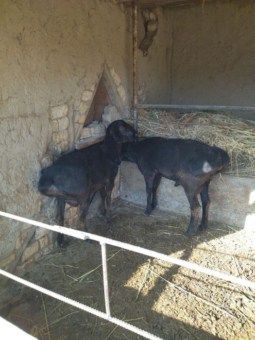 Qoʻchqorlar sotiladi