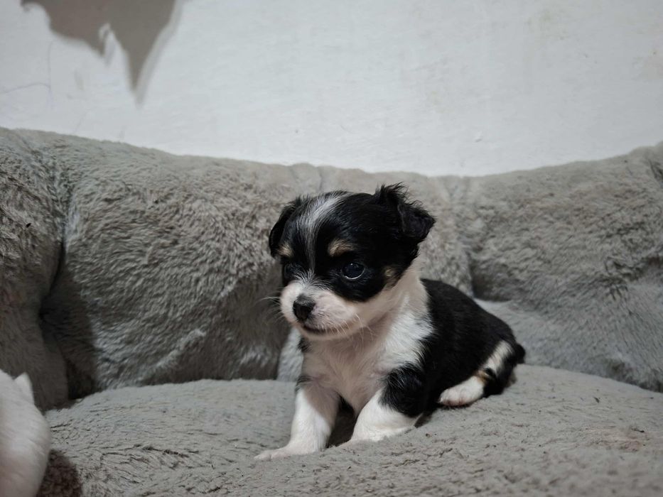 Чихуахуа момиче.