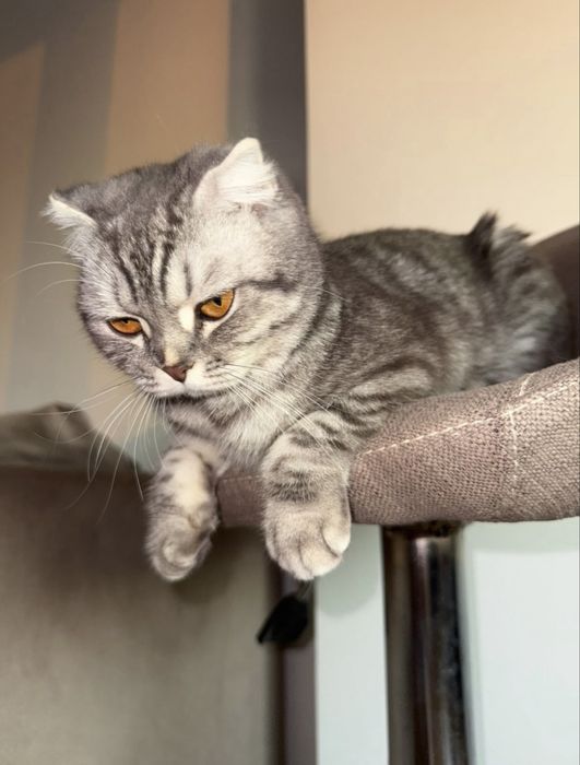 Шотландская вислоухая кошка