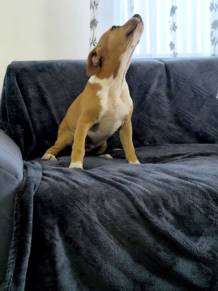 Pui American Bully