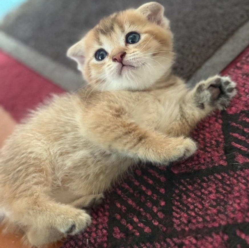 Продажа котят, золотая шиншилла