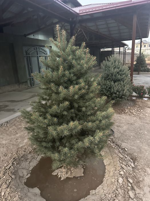 8 та Галубой ел арча Кримский сотилади.