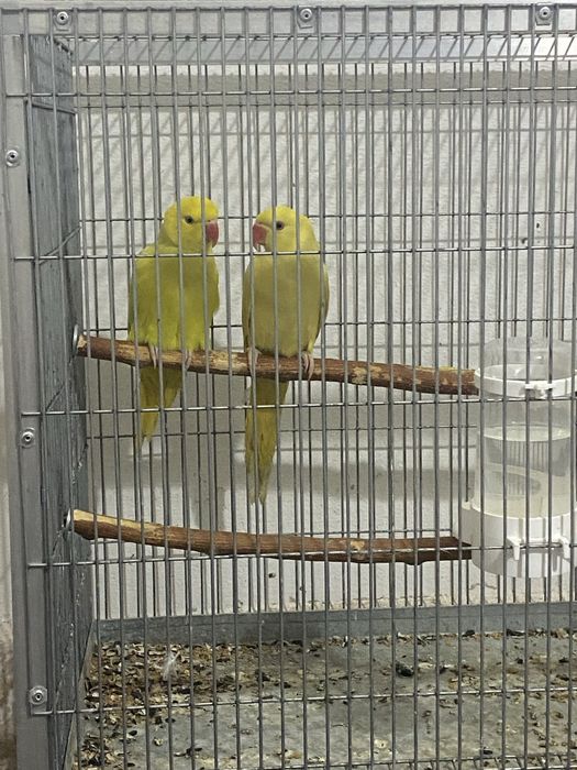 Papagal Micul Alexander (De vanzare)!