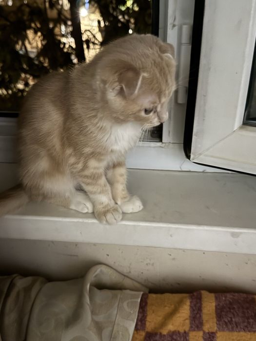 Отдам котенка скотиш фолд