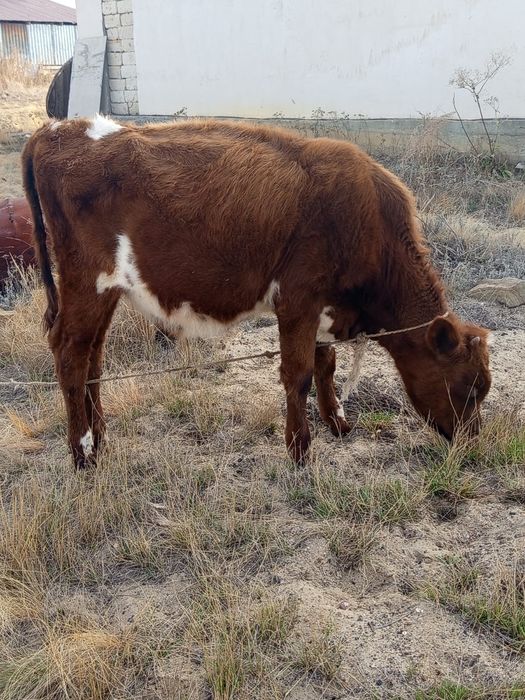 Бузай февралда туган