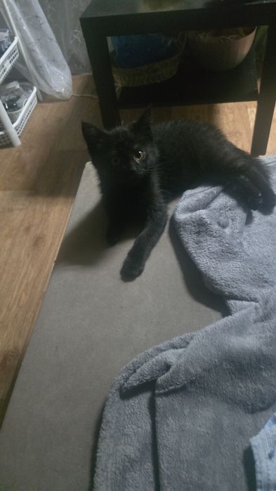 Отдам котёнка даром