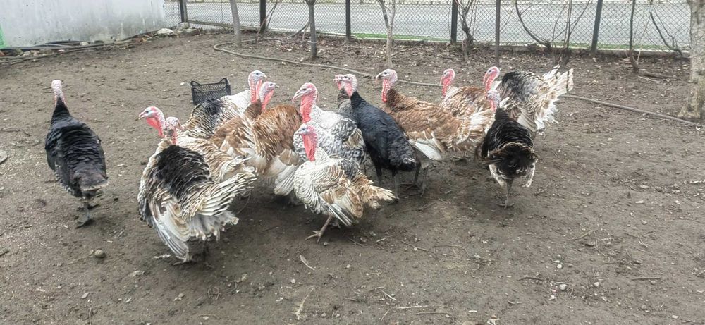 Продавам  Пуйки, Пуйки