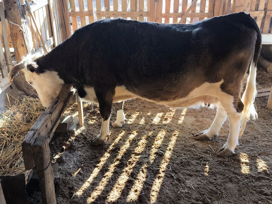 Сүтті буаз сиыр сатылады