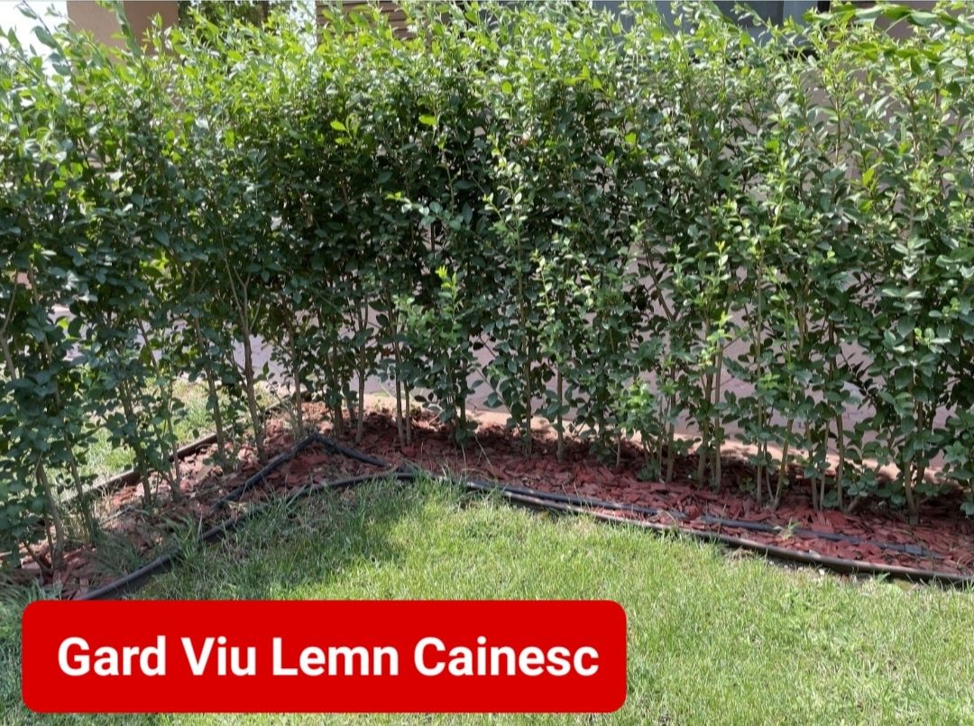 gard viu lemn cainesc ligustrum verde iarna veșnic verde gard viu