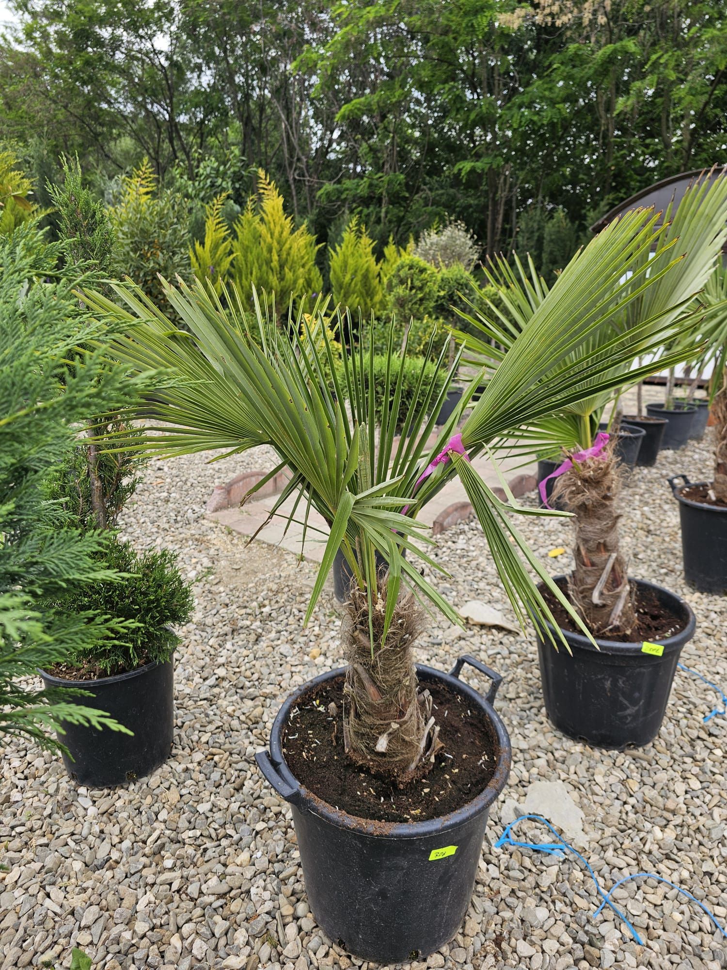 Plante ornamentale de diferite modele