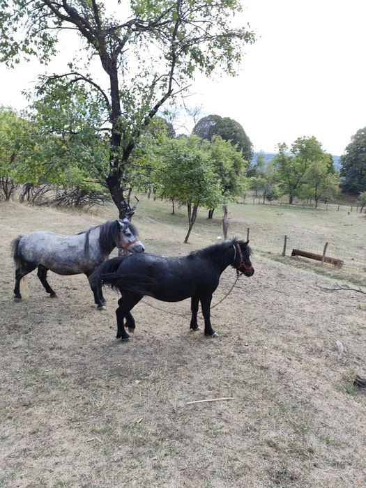 Poneita tanara (ponei)