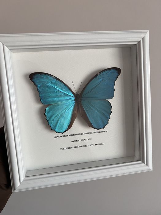 Размах крыльев бабочки морфо зеленого и синего цветов