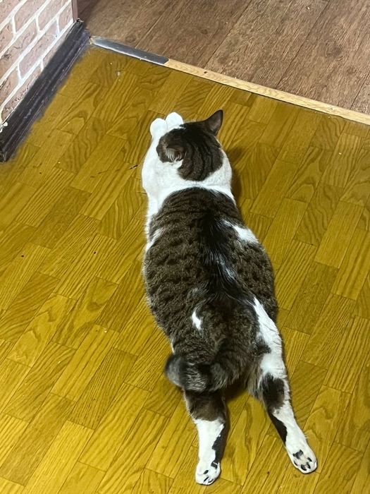 Отдадим кота в хорошие руки