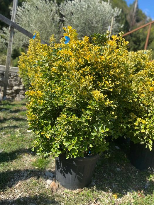 Plante ornamentale rezistente, perfecte pentru grădină