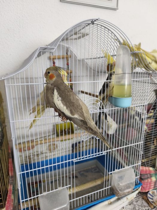 Dv puii de ninfă blînzi și jucăuși