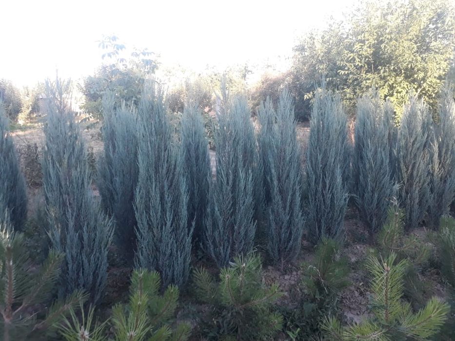 Можжевельник Блю Эрроу
