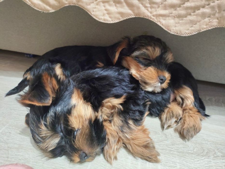 Йоркширски териер-стандартен размер