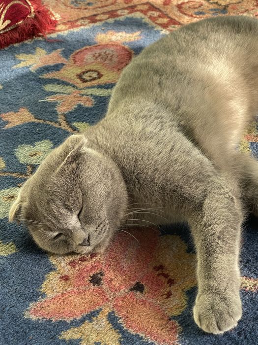 Mushug sotiladi beozor yuvosh