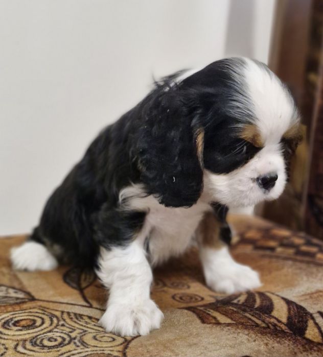 Кавалер Кинг Чарлз Шпаньол FCI