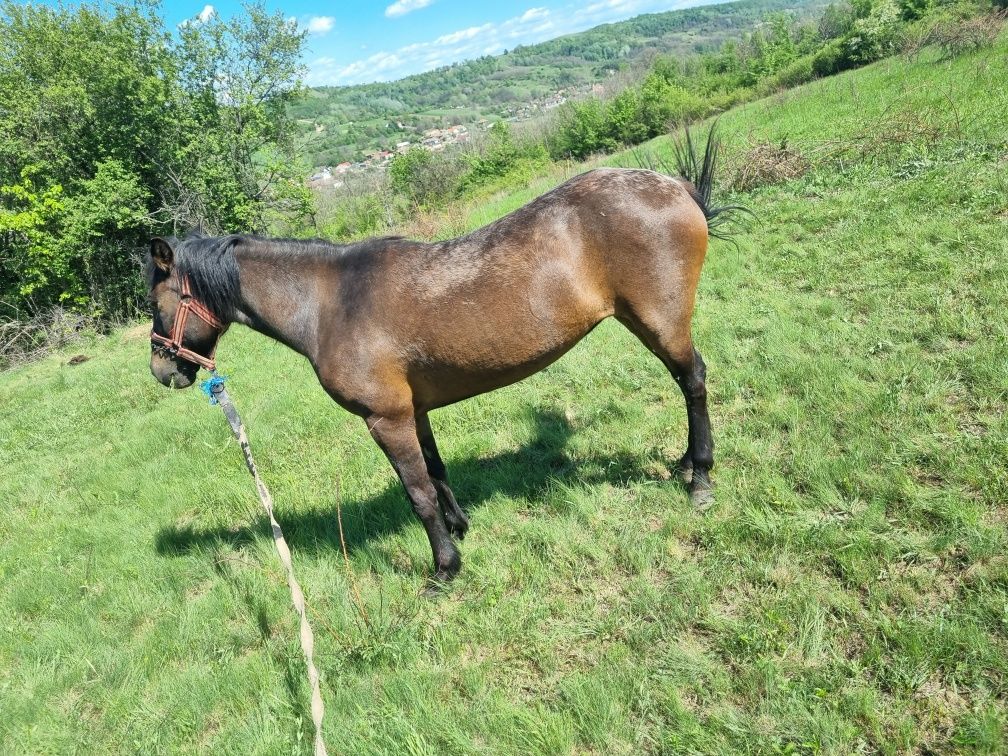Iapa de vanzare  .