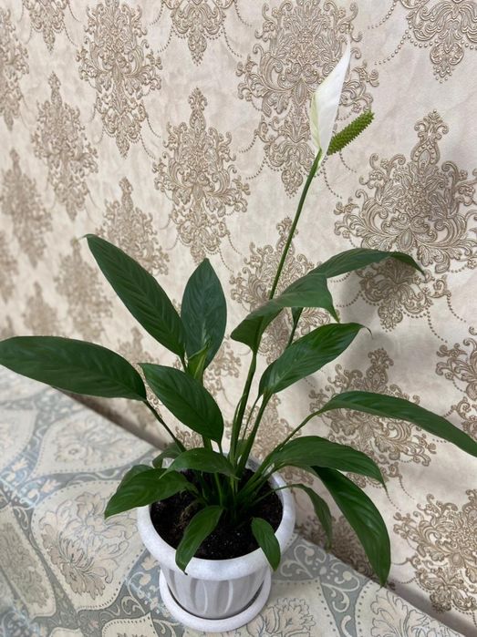 Продам цветы женское счастье.