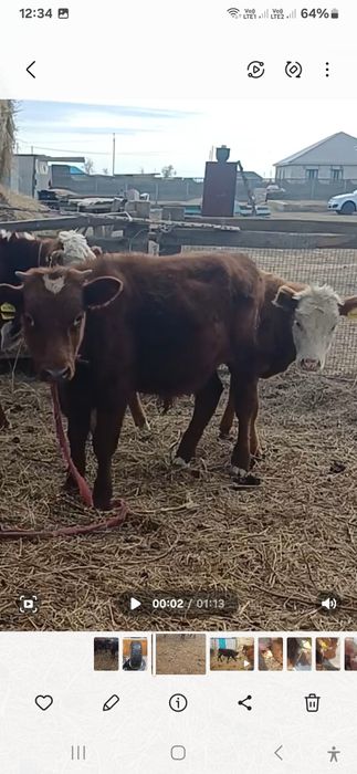 Бір жастағы баспақ ақ бас еркек