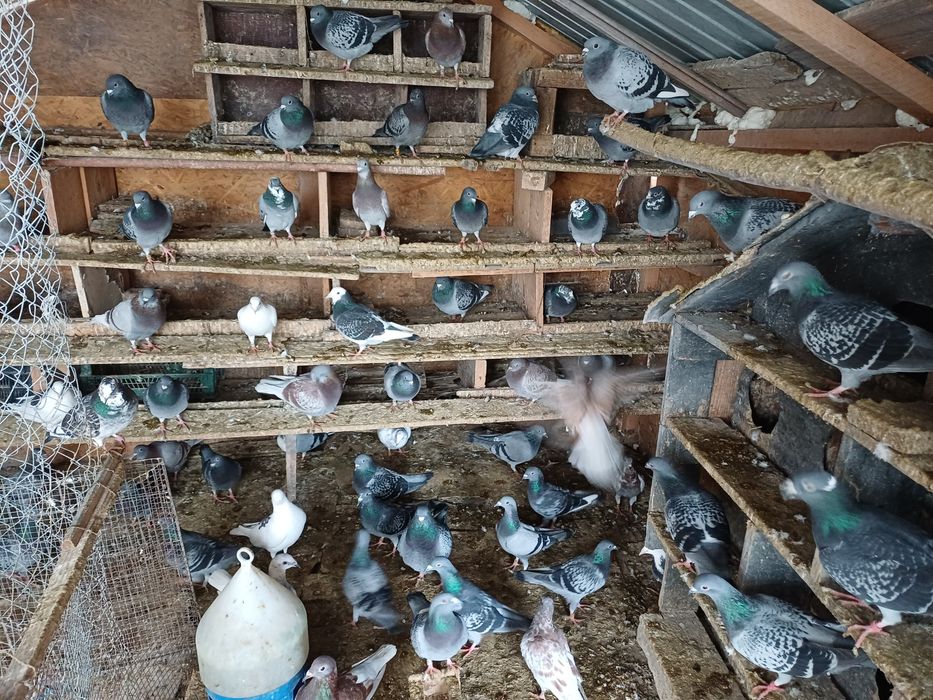 Vand porumbei voiajori