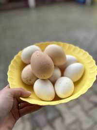 Ouă de păuni și de curcă