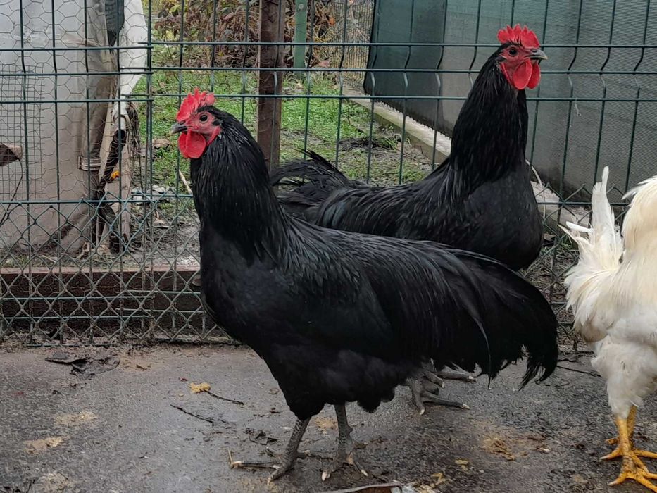 Vand cocosi australorp 2025