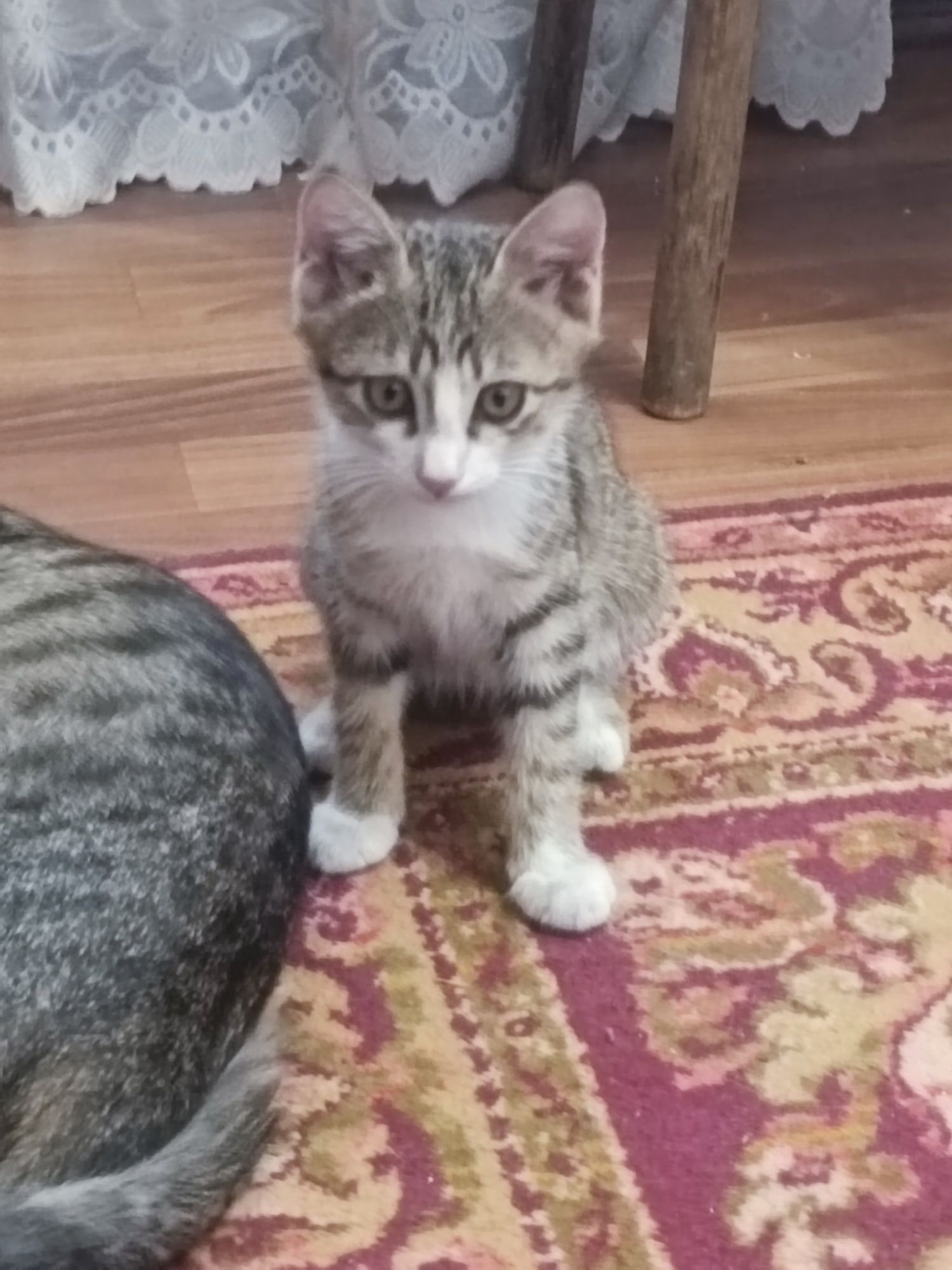 Котята домашние два месяца