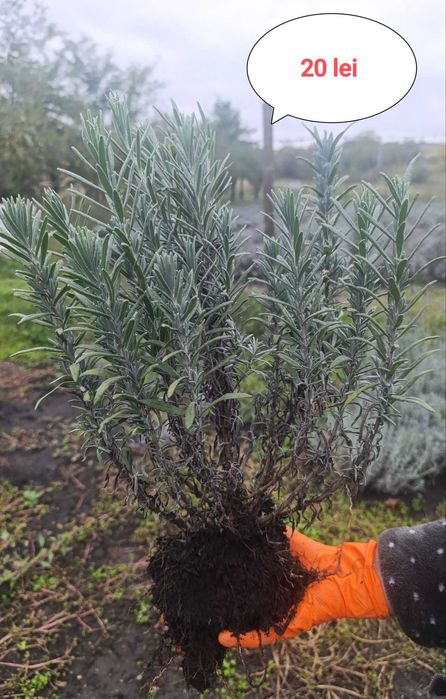 Vând butași și tufe de lavandă diferite marimi