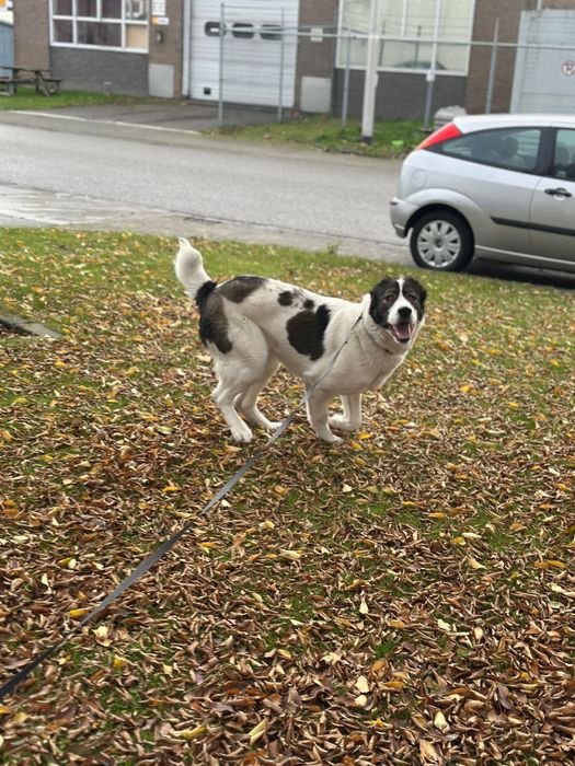 Алабай чистокръвна женска