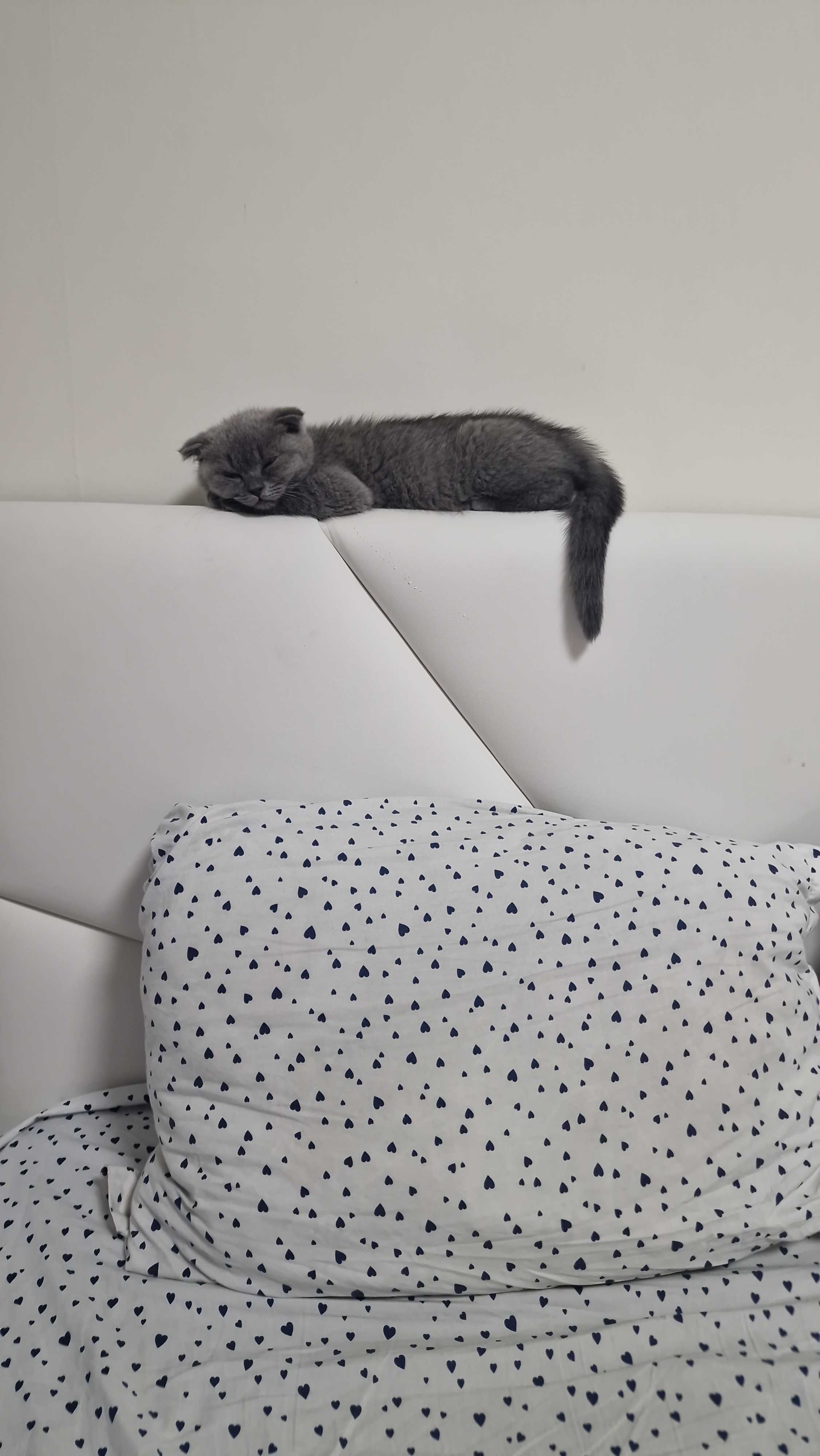 Котка британска клепоуха