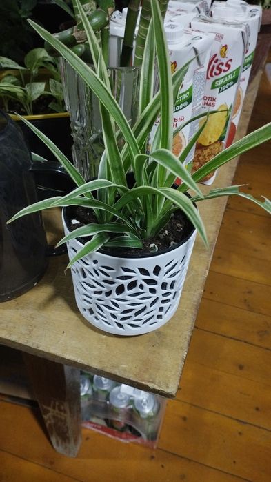 Домашние цветы оптом