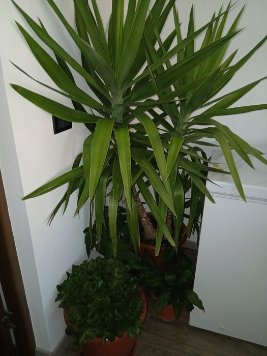 Vând floare yucca