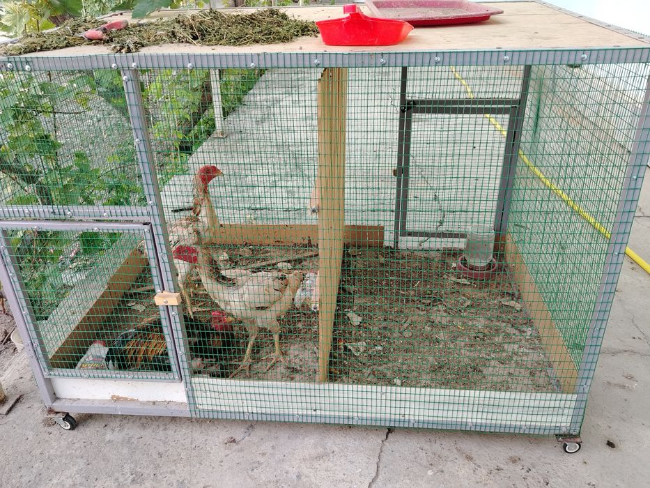 Tovuq katak qafas