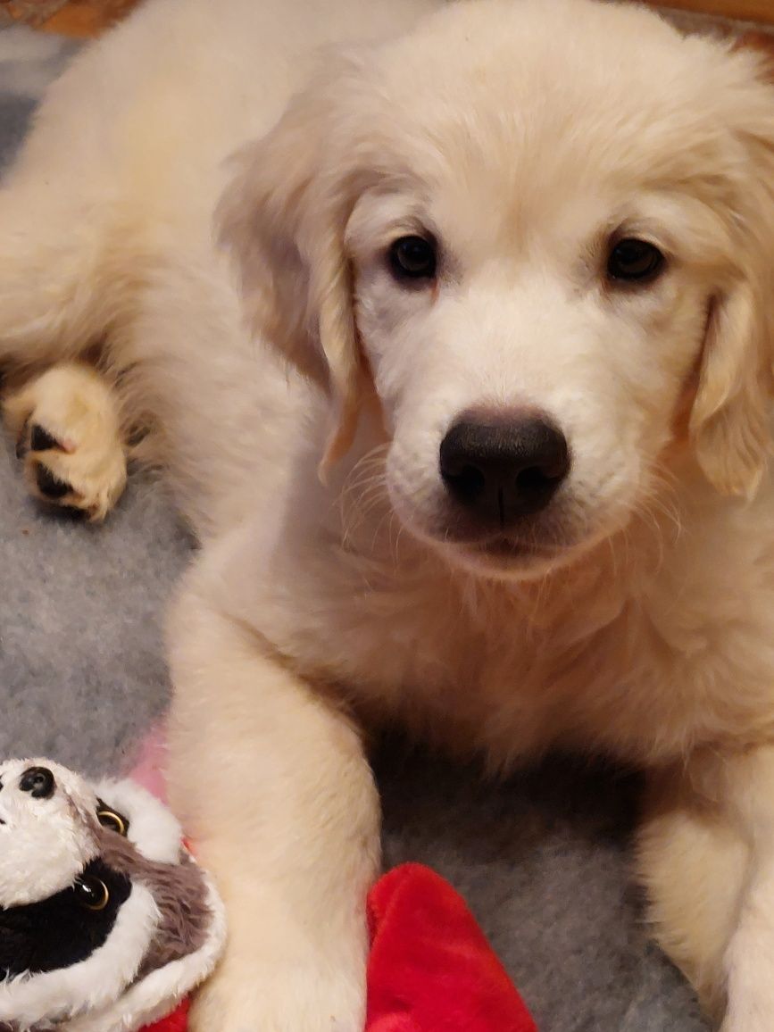 Vând catelus de golden retriever