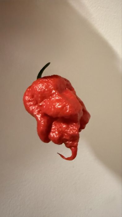 Carolina reaper