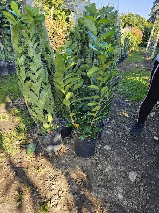 Laur englezesc 1m - 2m pentru formarea unui gard viu/ calitate premium