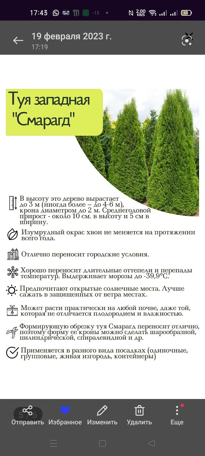 Туя " Смарагд" вечнозелёное дерево