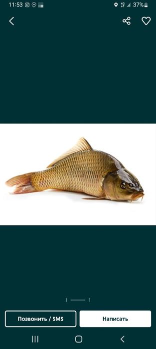 Сазан рыба живая балик