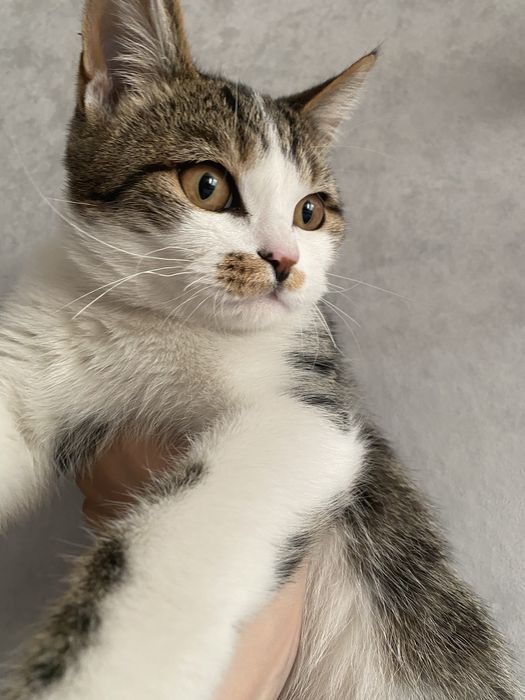 Отдам котика, 7-8 месяцев