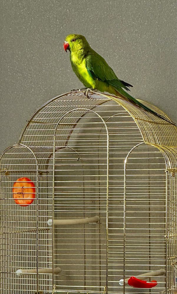 Ожереловый попугай! Продам вместе с клеткой и подставкой под клетку